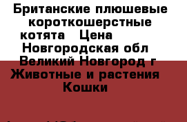 Британские плюшевые короткошерстные котята › Цена ­ 4 000 - Новгородская обл., Великий Новгород г. Животные и растения » Кошки   